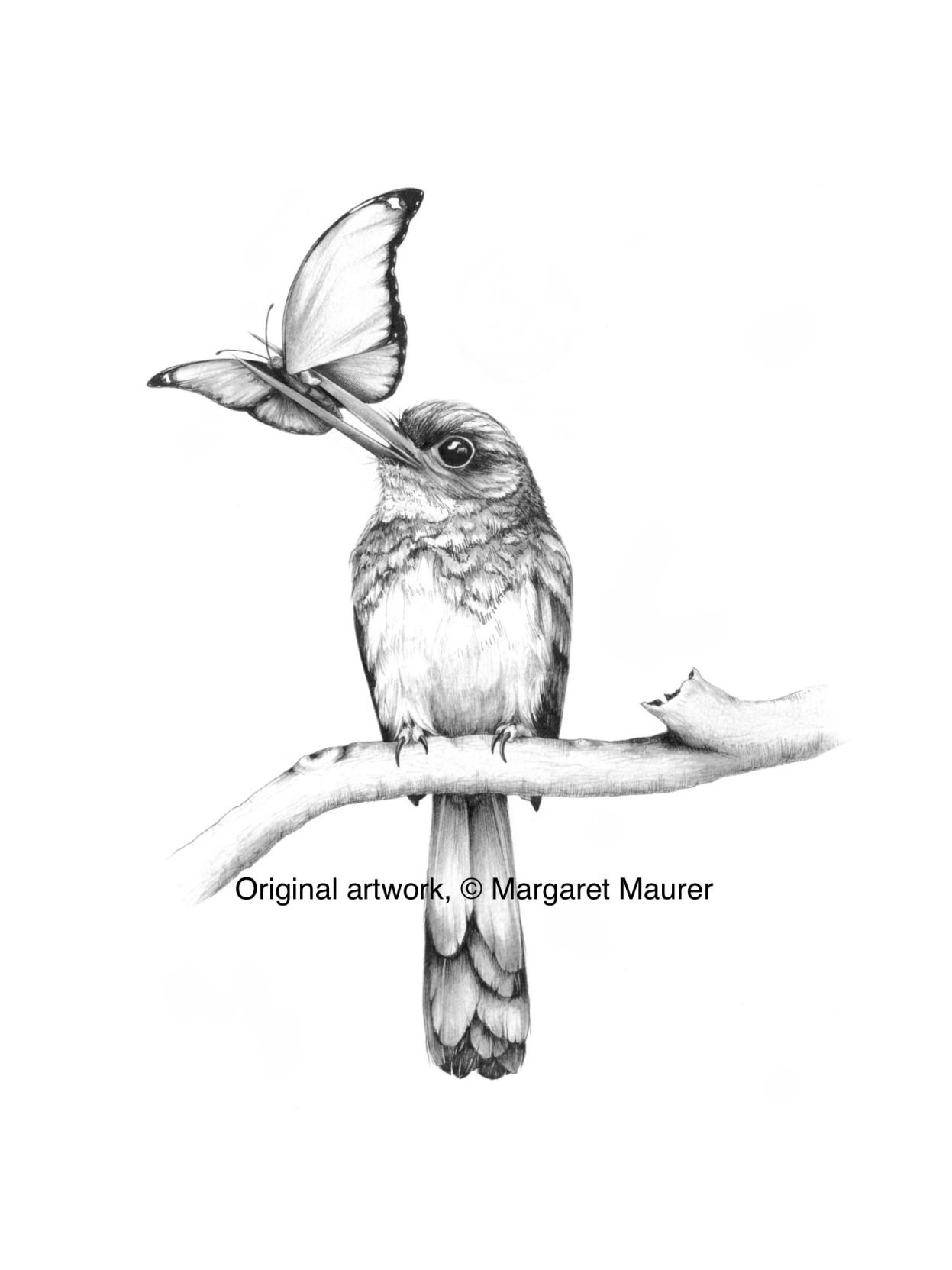 Maurer illustration